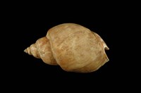 藏品(波部鳳螺)的圖片